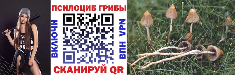Галлюциногенные грибы Psilocybine cubensis Цоци-Юрт